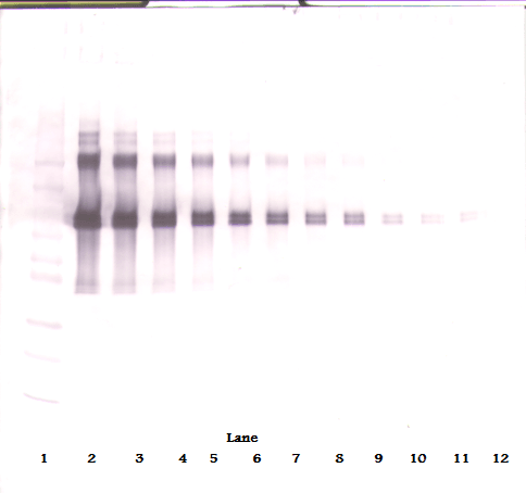 Monoclonal Rat anti-Mouse IL12 Antibody (WB)