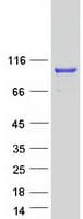Human MICALCL Protein (Recombinant Myc-DDK (Flag))