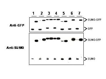 Yeast SUMO Antibody (Lyophilized)