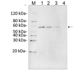 DYKDDDDK Tag Antibody (clone 114F12C8, Biotin)