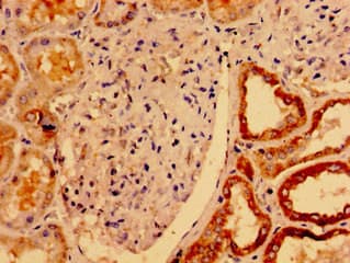 UCN2 / SRP Antibody