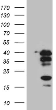 Monoclonal Mouse anti-Human CREM / ICER Antibody (clone OTI6H4, WB)