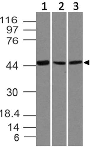 SOX11 Antibody