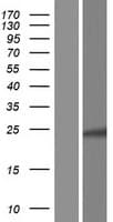 Human H2BFWT Protein (Over-Expression Lysate Myc-DDK (Flag))