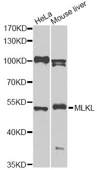 MLKL Antibody