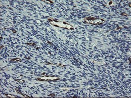 Monoclonal Mouse anti-Human GIMAP4 Antibody (clone OTI1A11, Carrier-free, IHC, IF, WB)