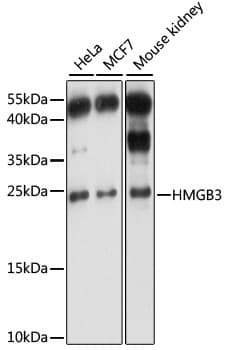 Polyclonal Rabbit anti-Human HMGB3 Antibody (WB)