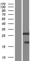 DSC92 / NGRN Protein (Over-Expression Lysate Myc-DDK (Flag))