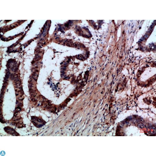 FASLG / Fas Ligand Antibody