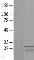 SSX3 Protein (Over-Expression Lysate Myc-DDK (Flag))