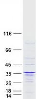 Human IFT43 / C14orf179 Protein (Recombinant Myc-DDK (Flag))