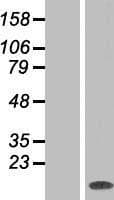 MAX Protein (Over-Expression Lysate Myc-DDK (Flag))