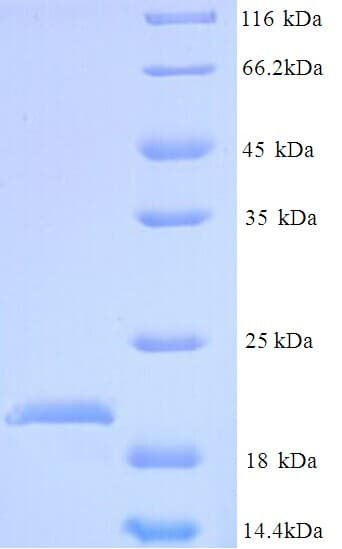 E. coli def / Peptide deformylase Protein (Recombinant 6His, N-terminus)