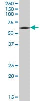 Monoclonal Mouse anti-Human CRMP1 Antibody (clone 2B6, WB)