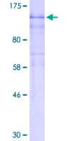 Human HIF2A / EPAS1 Protein (Recombinant GST)