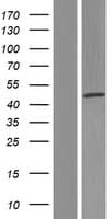 MOK / RAGE Protein (Over-Expression Lysate Myc-DDK (Flag))