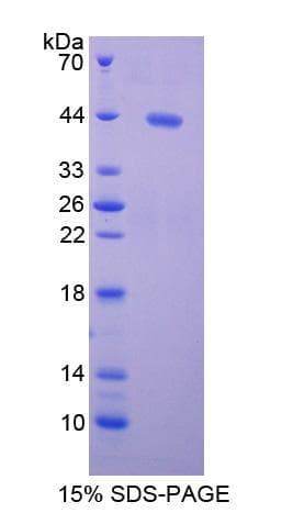Guinea pig BDNF Protein (Recombinant His-GST)
