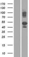 TMEM189 Protein (Over-Expression Lysate Myc-DDK (Flag))