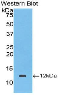 TGFA / TGF Alpha Antibody (aa42-82, Cy3)