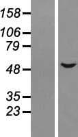 ALS2CR15 / ICA1L Protein (Over-Expression Lysate Myc-DDK (Flag))