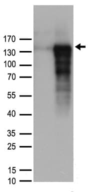 CHGB / Chromogranin B Antibody