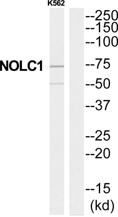Polyclonal Rabbit anti-Human NOLC1 Antibody (WB)