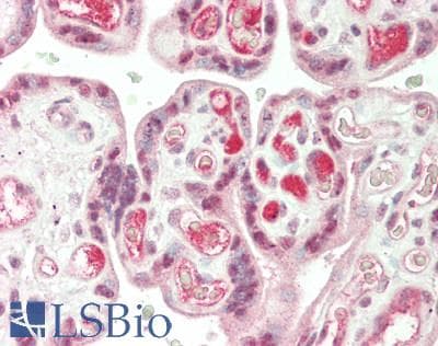 IHC-plus™ EDN1 / Endothelin 1 Antibody