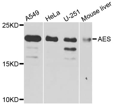 Polyclonal Rabbit anti-Human AES / Groucho Antibody (IHC, IF, WB)
