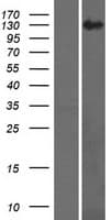 RECQL4 Protein (Over-Expression Lysate Myc-DDK (Flag))