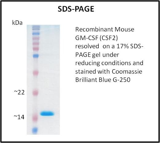 Mouse CSF2 / GM-CSF Protein (Recombinant)