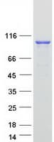Human DNM2 / Dynamin-2 Protein (Recombinant Myc-DDK (Flag))