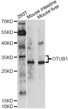 OTUB1 / OTU1 Antibody