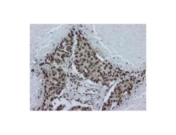 HNRNPA2B1 Antibody (clone DP3B3)
