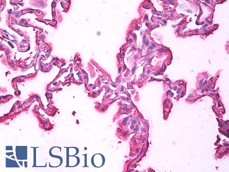 IHC-plus™ ALB / Serum Albumin Antibody