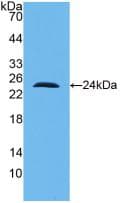 IL-10 Antibody