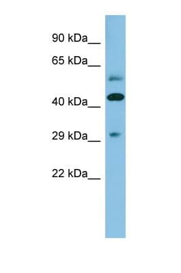 TRB3 / TRIB3 Antibody (N-Terminus)