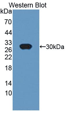 Uchl4 Antibody (aa2-233, Biotin)