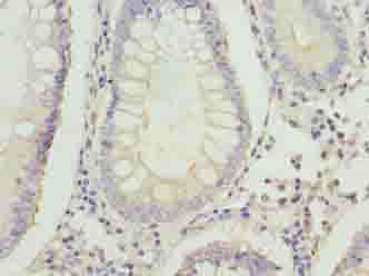 FAM3B Antibody