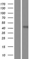FAM83A Protein (Over-Expression Lysate Myc-DDK (Flag))