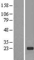 TMED2 Protein (Over-Expression Lysate Myc-DDK (Flag))