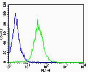 CD74 / CLIP Antibody (aa1-232, clone 1267CT820.116.140.154)