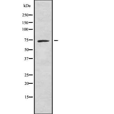 Polyclonal Rabbit anti-Human APC6 / CDC16 Antibody (IF, WB)