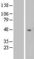 B3GNT5 Protein (Over-Expression Lysate Myc-DDK (Flag))