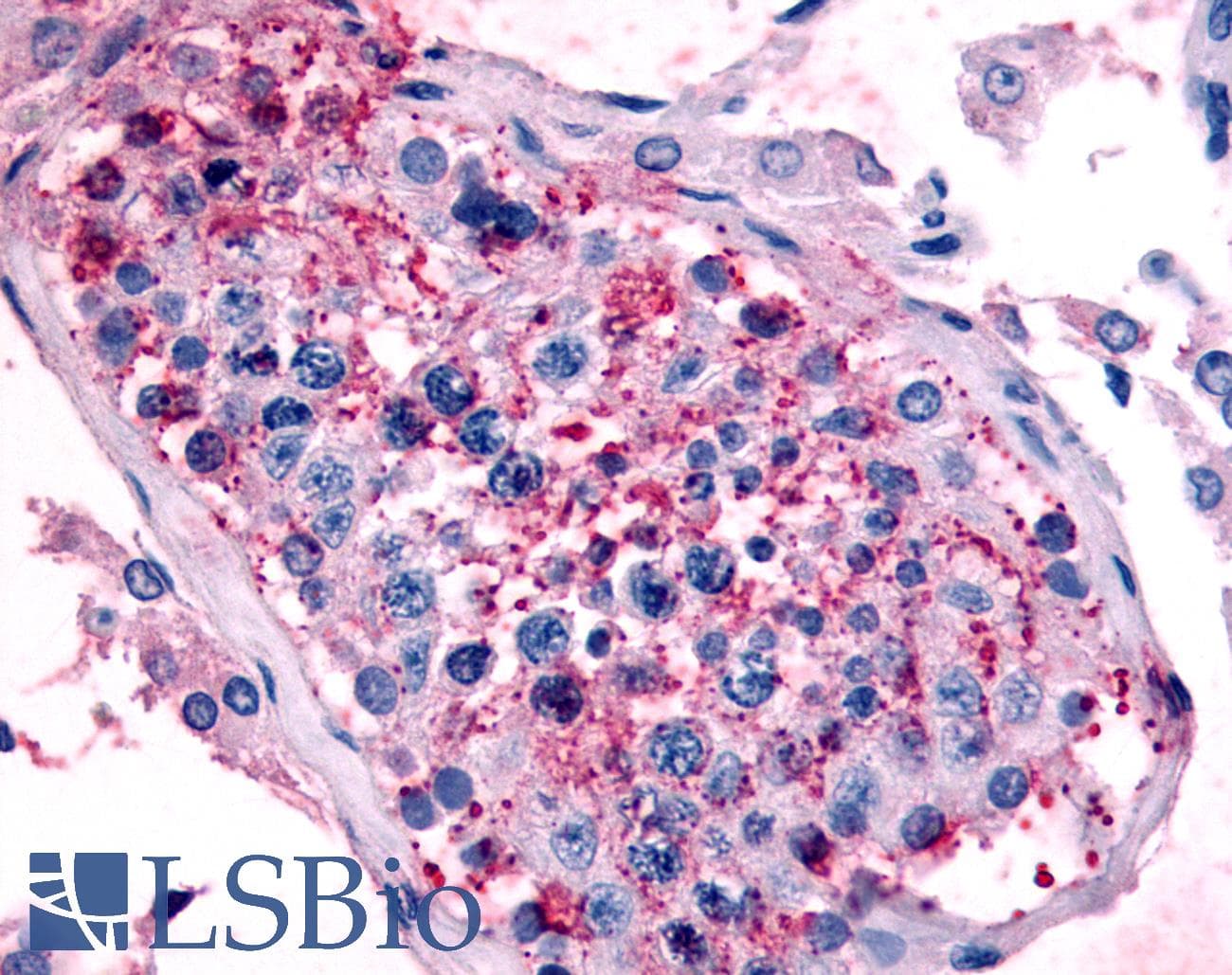 IHC-plus™ HTR1E / 5-HT1E Receptor Antibody (Cytoplasmic Domain)
