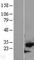 CDK5 Protein (Over-Expression Lysate Myc-DDK (Flag))