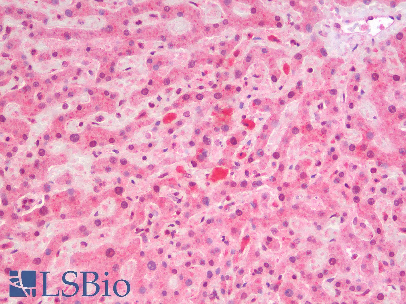 IHC-plus™ Polyclonal Rabbit anti-Mouse FOS / c-FOS Antibody (IHC)