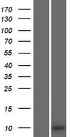 SMIM1 Protein (Over-Expression Lysate Myc-DDK (Flag))