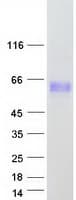 Human DOK3 Protein (Recombinant Myc-DDK (Flag))