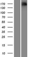 Human NRXN1 / Neurexin 1 Protein (Over-Expression Lysate Myc-DDK (Flag))
