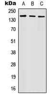 NID2 / Nidogen-2 Antibody (Internal)